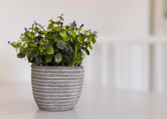 Apartamento Home2book Bright In Near The Dunes *